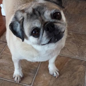 Meet your Posher, Helen